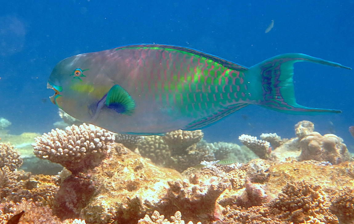 IMG_0705rfn_Maldives_Madoogali_House reef_Poisson perroquet.jpg